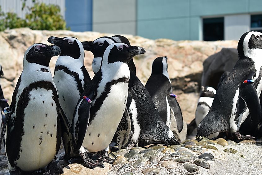 African penguins at the Mystic Aquarium