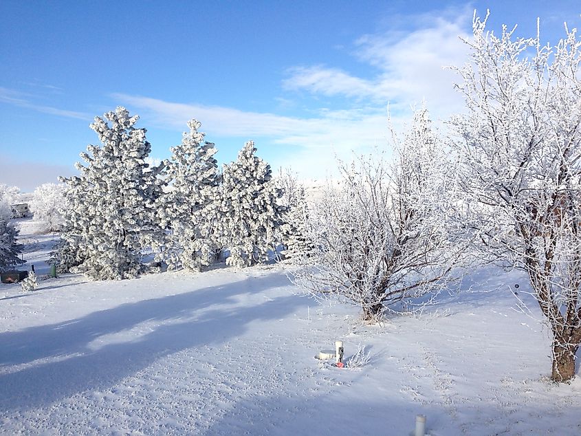 Beautiful, Snowy and Icy Hoarfrost on a Tree in Bismarck, North Dakota.