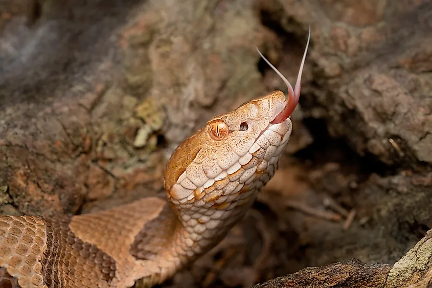 Venomous opperhead snake with forked tongue.