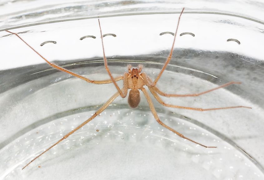 The Desert Recluse is one of the two most common types of recluse spider in Arizona