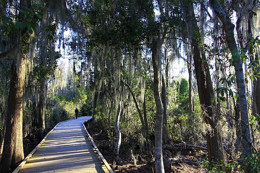 Okefenokee Swamp boardwalk.