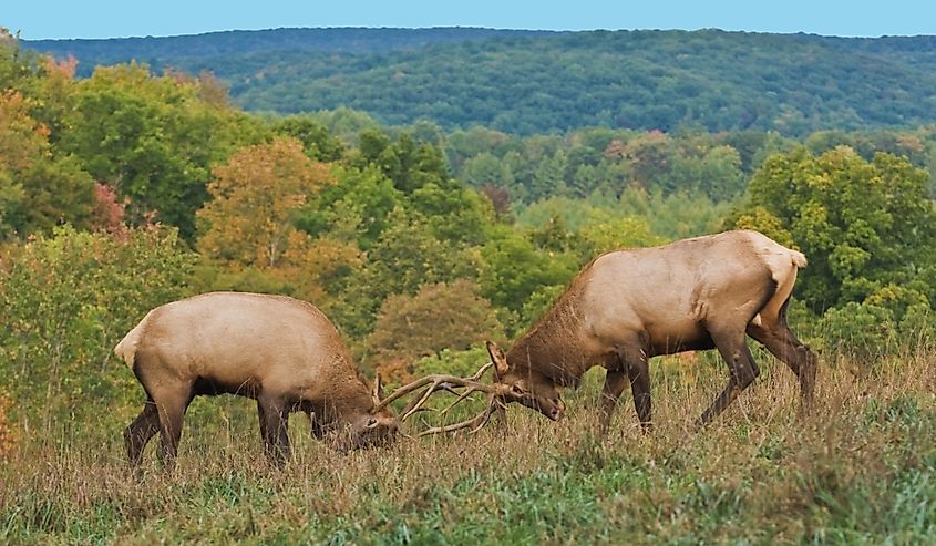 Elk County, Elk State Forest, Benezette, Pennsylvania