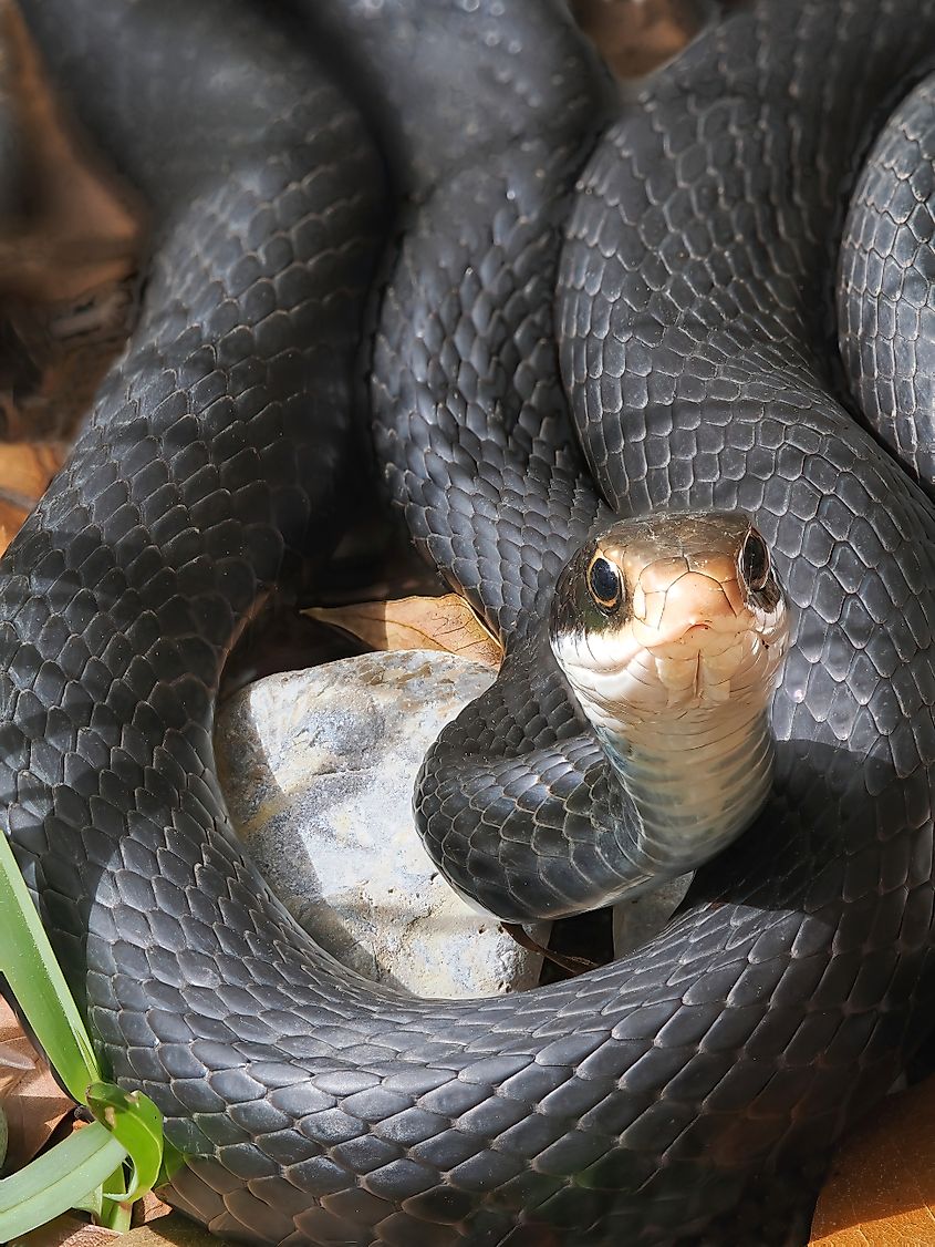 Eastern black racer (coluber constrictor)