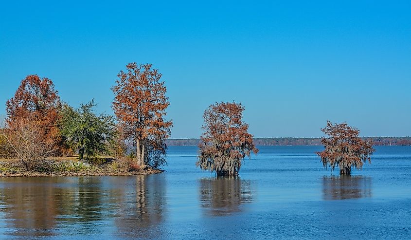 Cypress Trees with Spanish Moss growing on them, at Lake Marion at Santee State Park, Santee, Orangeburg County, South Carolina.