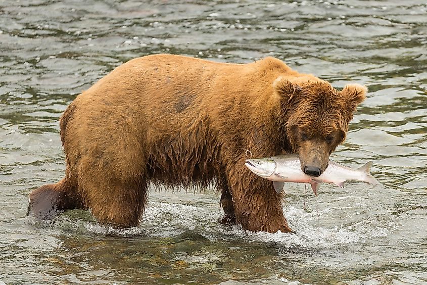 Brown bear with freshly caught Alaskan salmon.