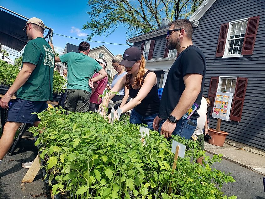 Leesburg, Virginia: woman selects tomato seedlings at a farmers market in Virginia.