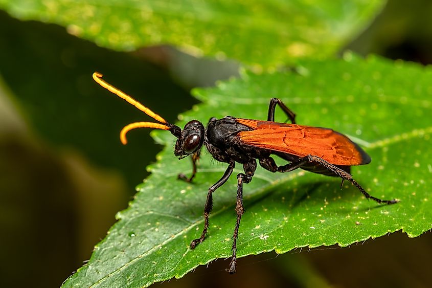 A tarantula hawk wasp.