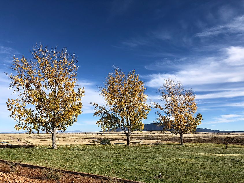 Maple trees in the vineyards near Tucson.