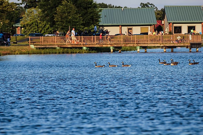 Ducks swimming peacefully on Lake Willastein in Maumelle, Arkansas