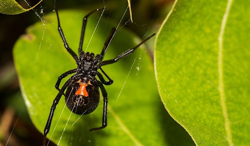 Black widow spider 