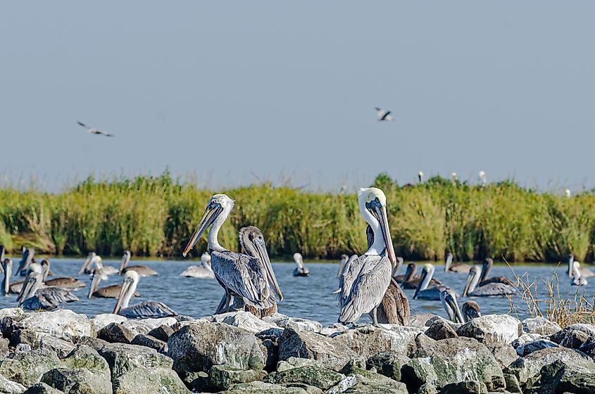 Brown Pelicans in Pelican Island, Louisiana.