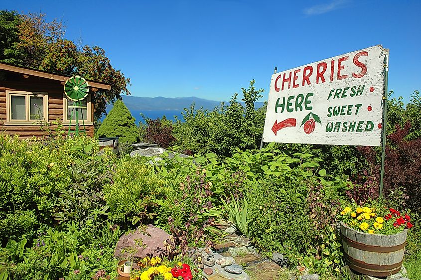 A cherry orchard in Bigfork, Montana.