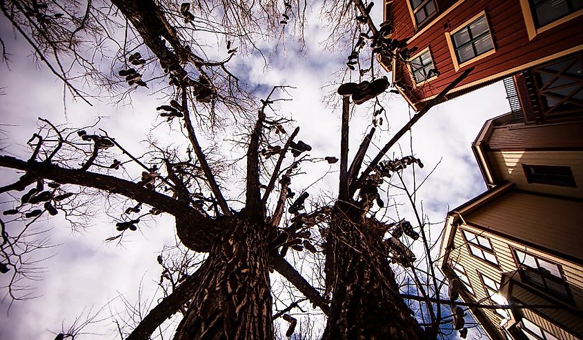 Shoes in Trees in Park City, Utah.