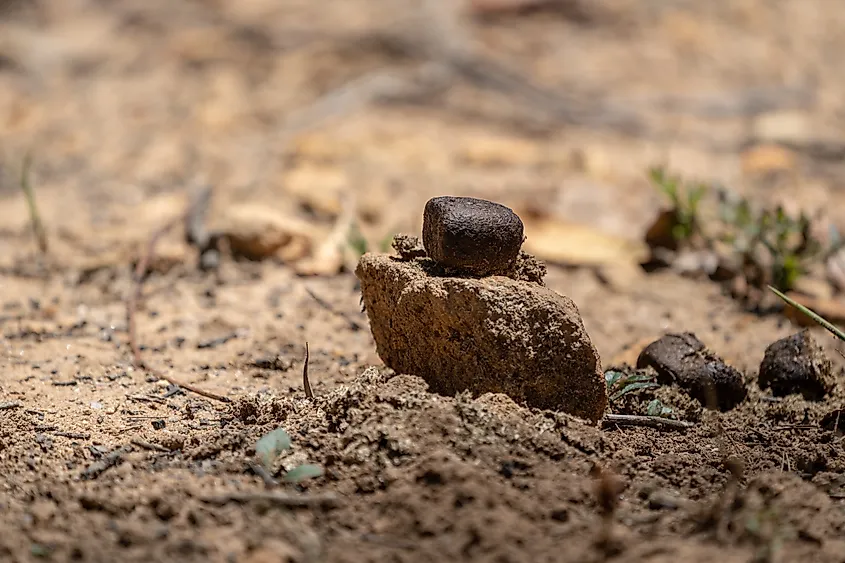 Australian Wombat poo.
