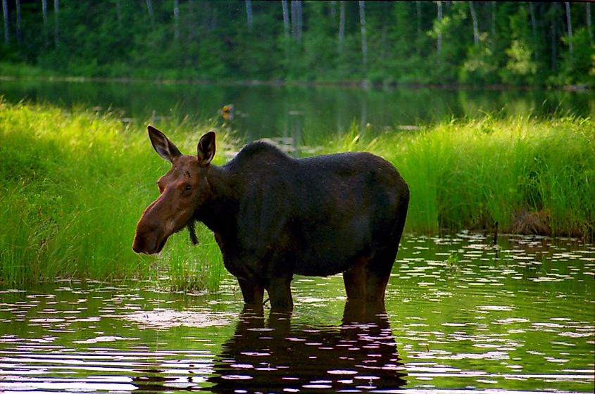 Moose on Wind Lake, Boundary Waters Canoe Area Wilderness, Minnesota