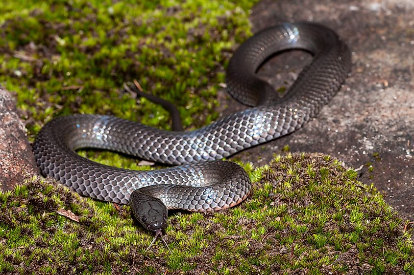 Eastern Small-eyed Snake flickering its tongue