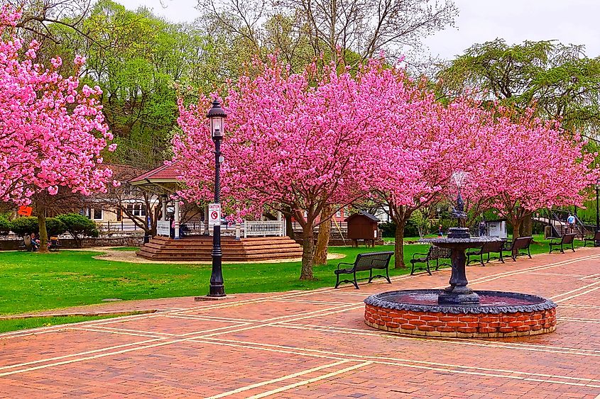 Trees in full bloom in a Bellefonte, Pennsylvania park, showcasing the vibrant and lush springtime scenery.