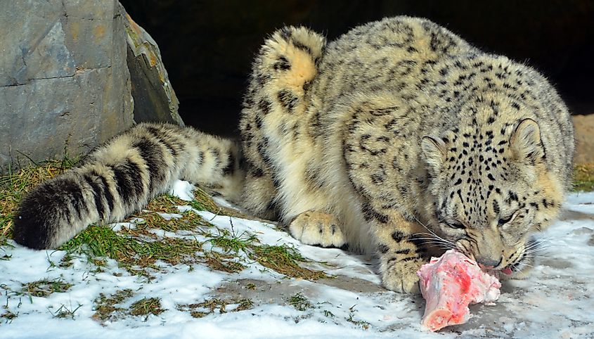 Snow leopard eating a bone in a mountainous habitat