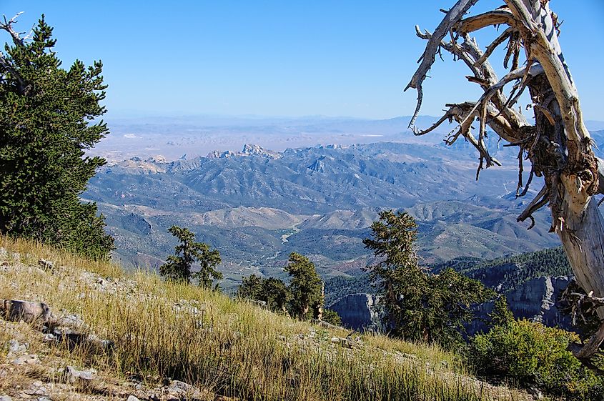 Spring Mountains National Recreation Area in Nevada.