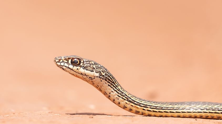 Desert Striped Whipsnake on the flat surface of a dirt road in Southern Utah, USA.