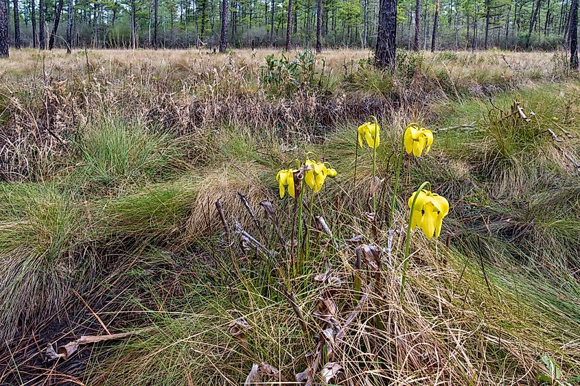 Green Swamp Preserve in southeastern North Carolina.