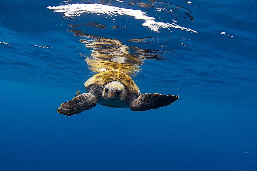 Loggerhead sea turtle is looking for food in the Atlantic ocean.