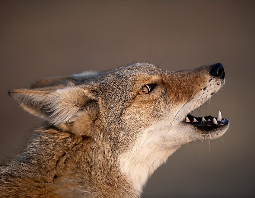 A Coyote howling in the wild.