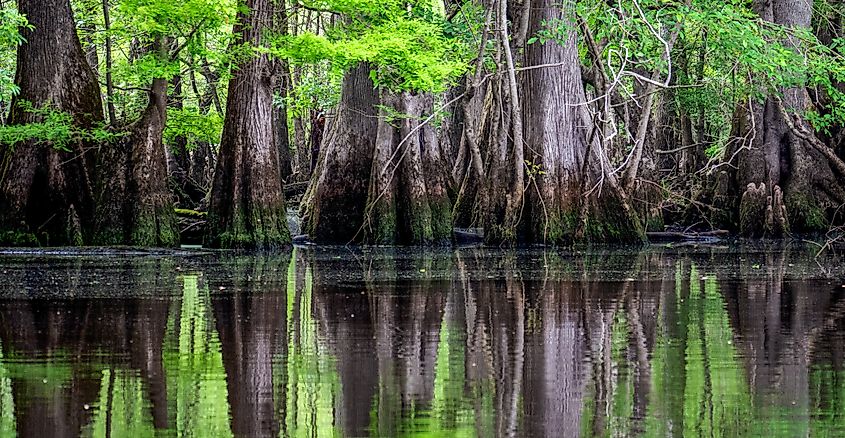 Reflections of ancient Bald Cypress Trees that line the banks of the Black River in Sampson County, North Carolina