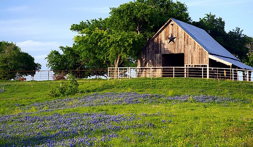 Bluebonnet Trail Barn near Ennis, Texas.