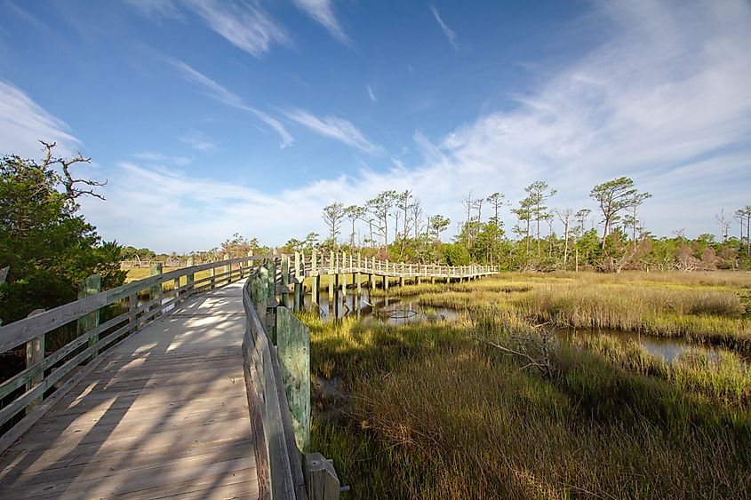 Croatan National Forest, Outer Banks, North Carolina.