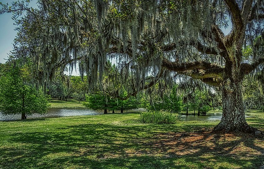 Jungle Gardens on Avery Island, Louisiana.