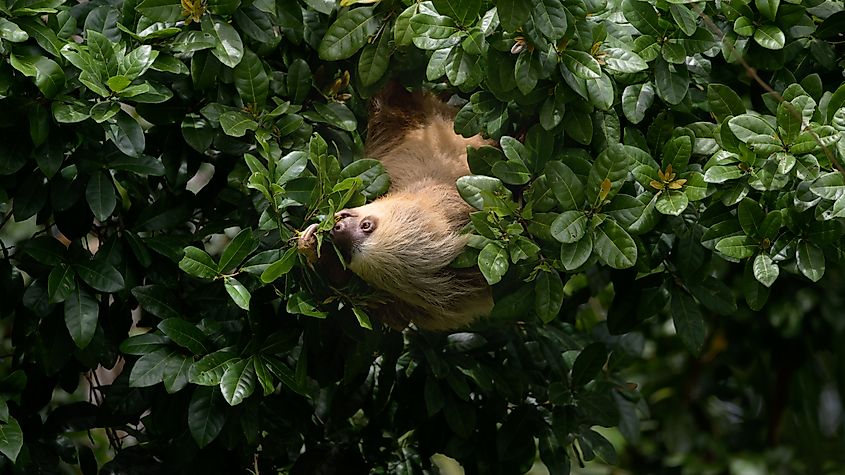 Hoffman's two-toed sloth hanging upside down from a tree while eating leaves in the Alajuela province of Costa Rica