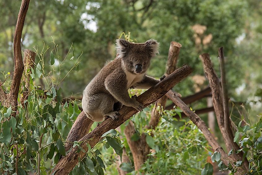 austrailian food chain with koala