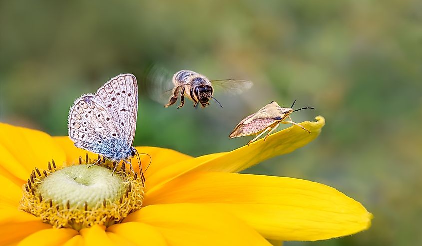 What Is The Importance Of Insects In The Ecosystem? - WorldAtlas