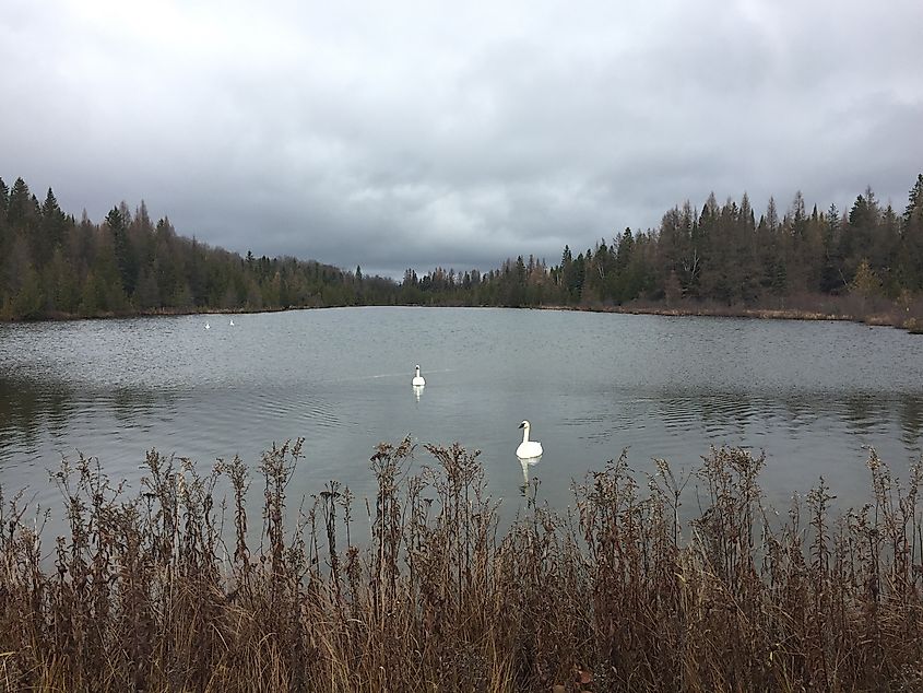 Swans in a lake near Trenary, Michigan.