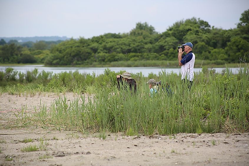 Piping plover watching at Ninigret National Wildlife Refuge.