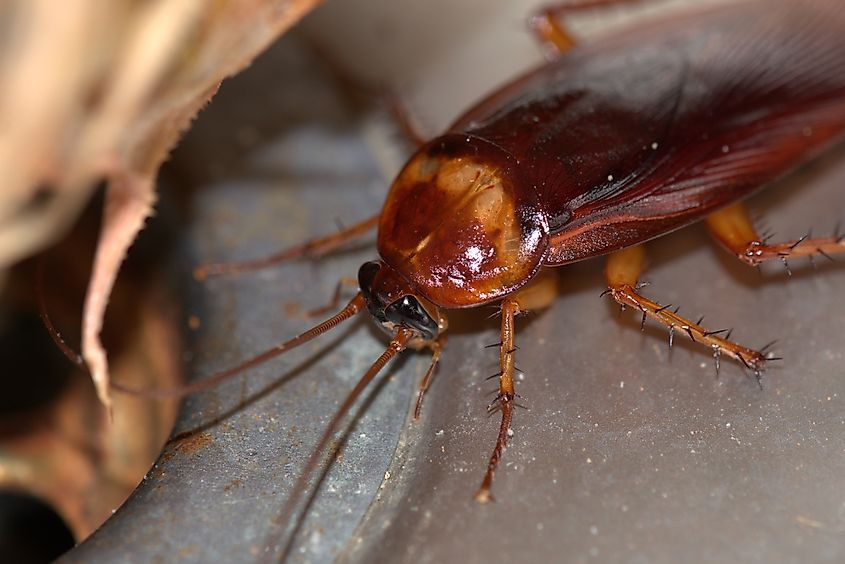 American Cockroach in the Kitchen.