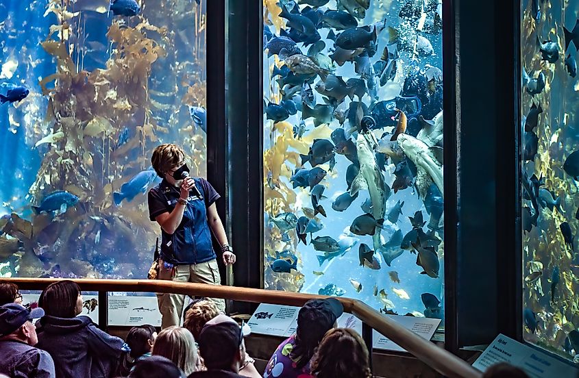 A scuba diver feeds fish, including sharks, at the Kelp Forest Exhibit of the Monterey Bay Aquarium