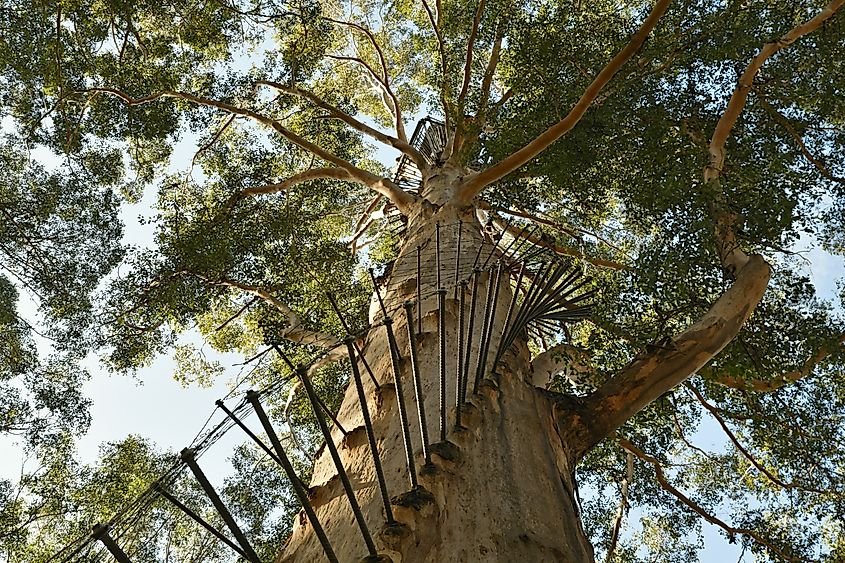 The Gloucester Tree in Pemberton, Western Australia.