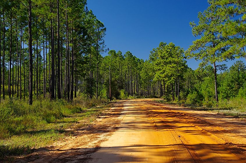 A gravel road into the Lake Talquin State Park and Forest with tall glorious pine trees in Tallahassee, Florida