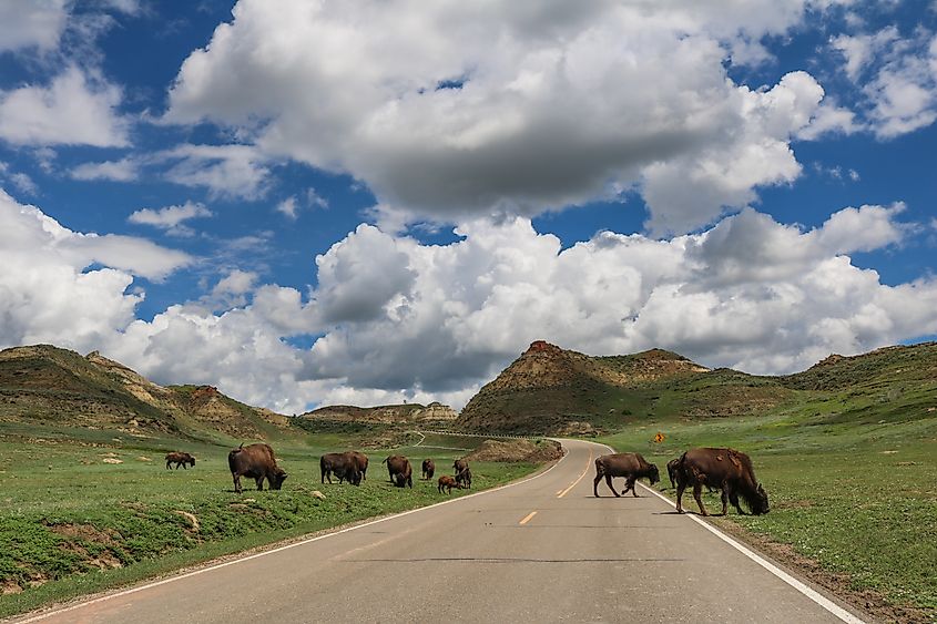 American bison crossing the Scenic Drive in Theodore Roosevelt National Park, North Dakota