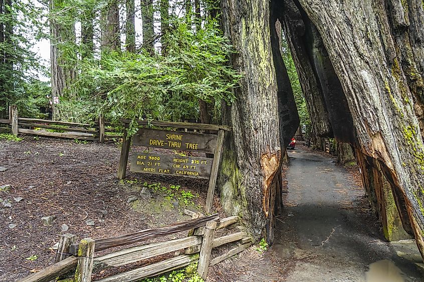 The Shine Drive-Through Tree along the Avenue of the Giants.