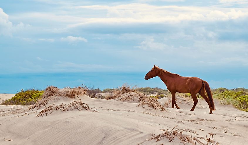 Wild mustang on the beach in Corolla.