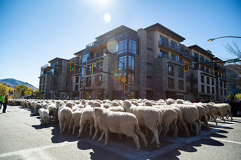 The Trailing of the Sheep Festival in Ketchum, Idaho.