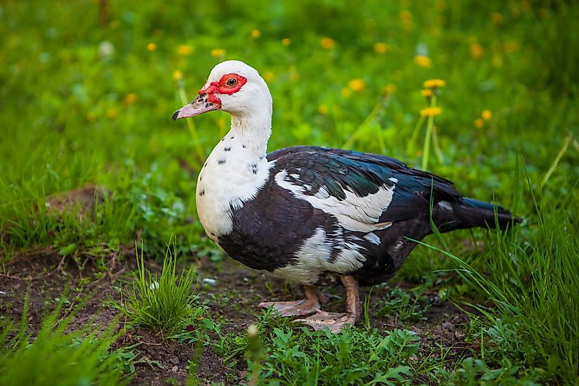 A female muscovy duck along the water.