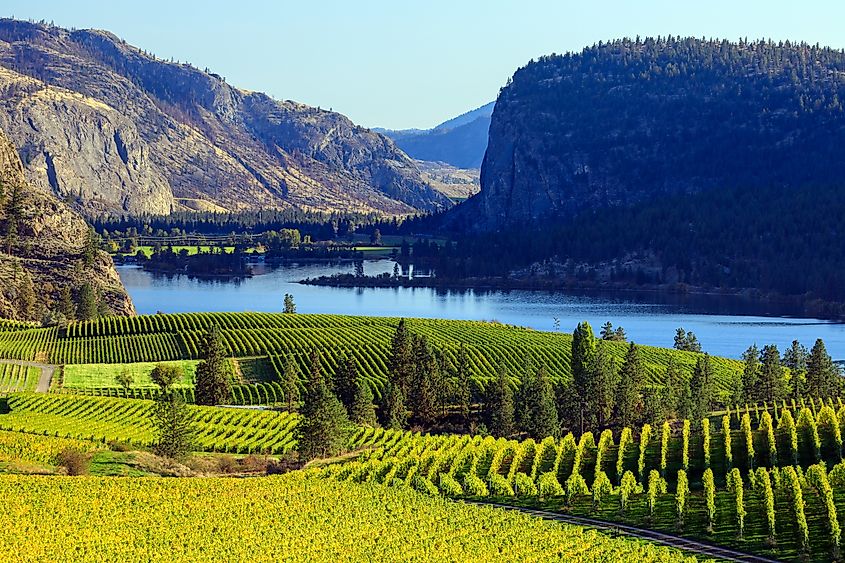 Vineyards in the Okanagan Valley of British Columbia