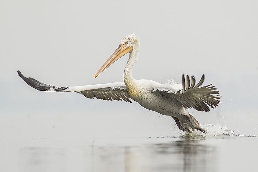 A Dalmatian pelican landing in a lake. 