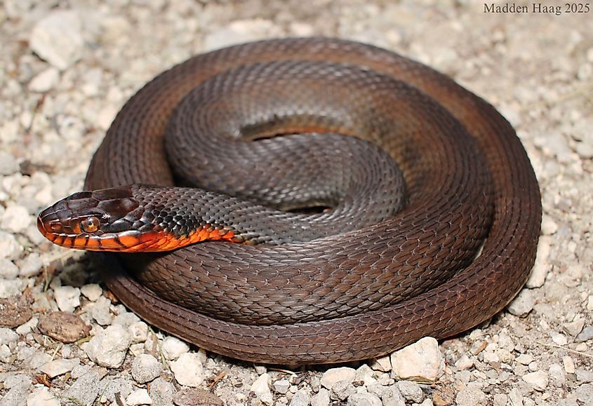 Copperbelly watersnake