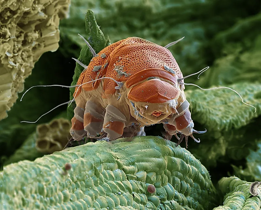 Close-up of a tardigrade.