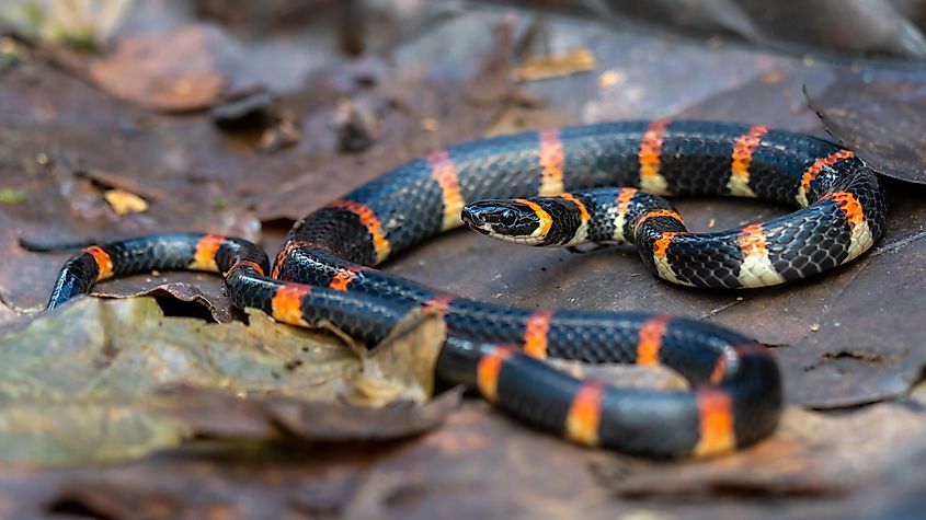 Eastern coral snake in fallen leaves.